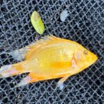 Flowerhorn cichlid (Amphilophus spp.)