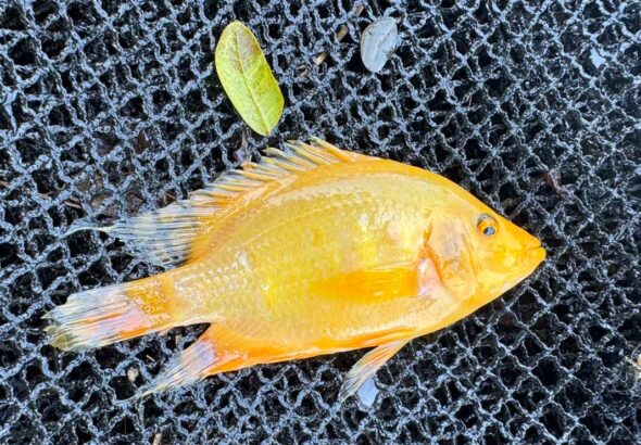 Flowerhorn cichlid (Amphilophus spp.)