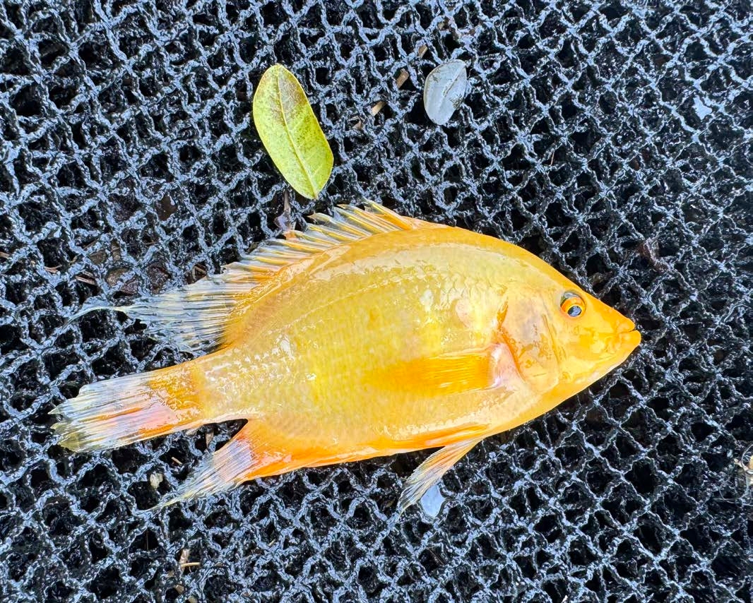 Flowerhorn cichlid (Amphilophus spp.)